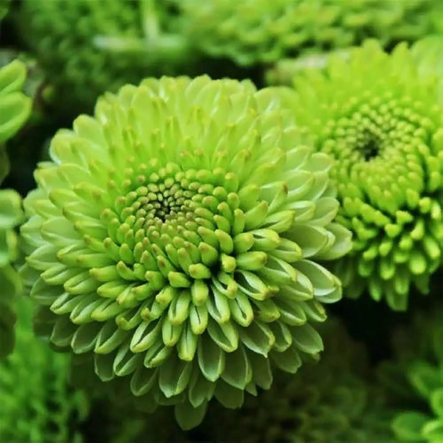 Green chrysanthemum Seeds