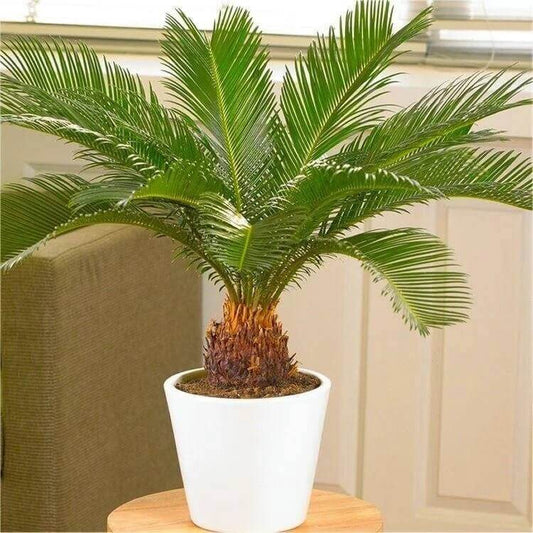 Green sago Palm Seeds