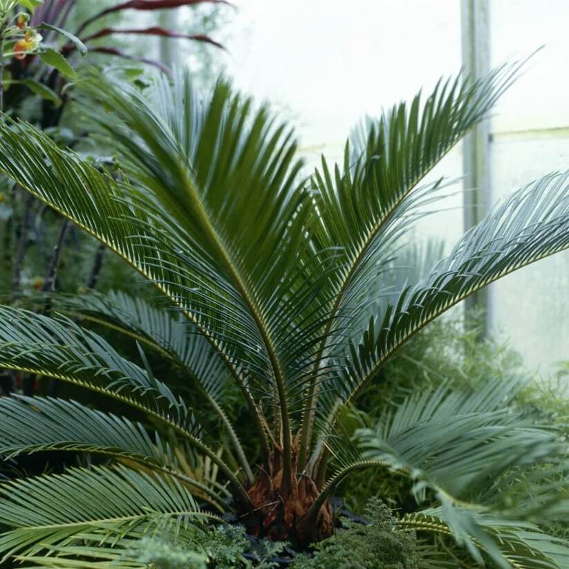 Green sago Palm Seeds