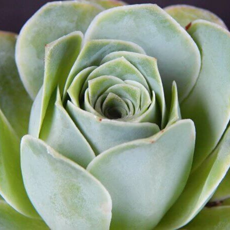 Greenovia Flower Seeds