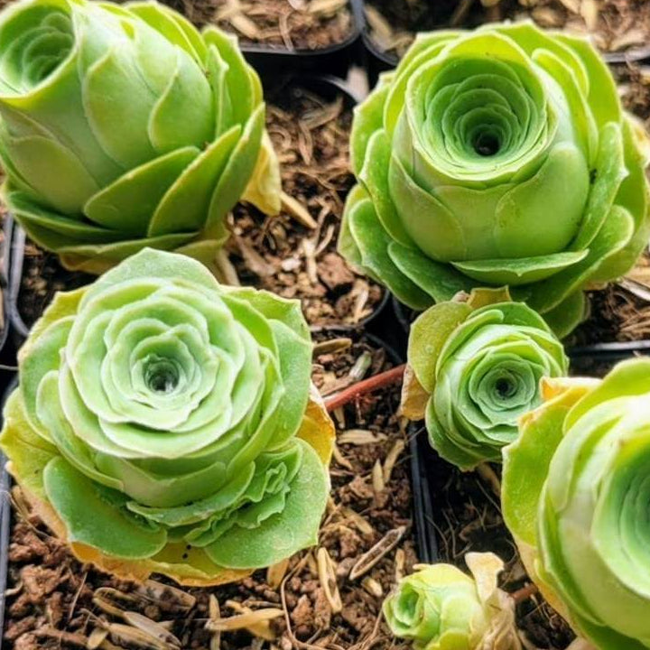 Greenovia Flower Seeds