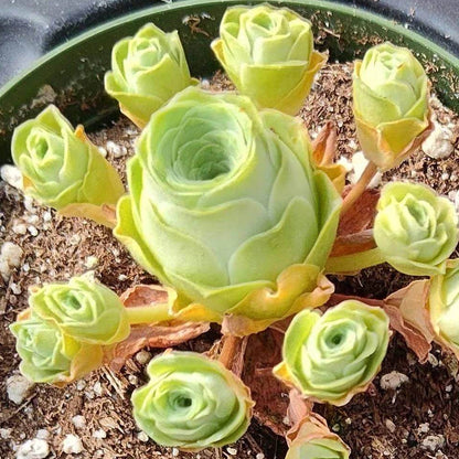 Greenovia Flower Seeds