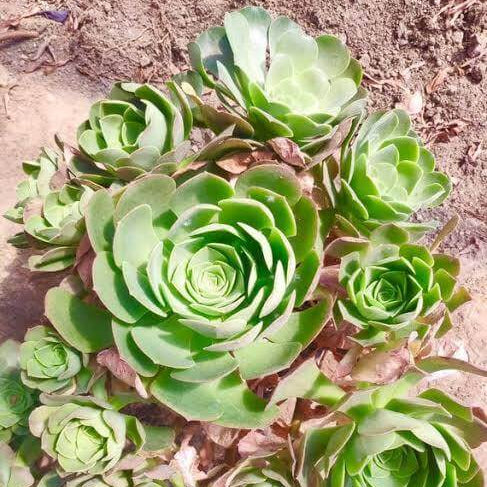 Greenovia Flower Seeds
