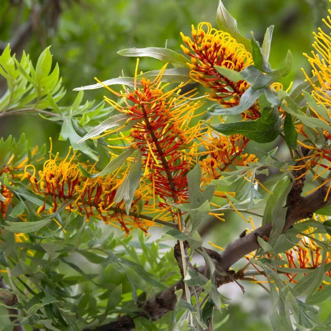 Grevillea Robusta Seeds