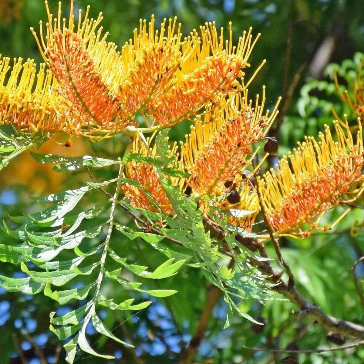 Grevillea Robusta Seeds