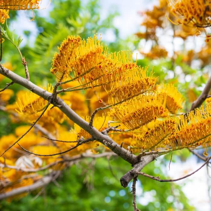 Grevillea Robusta Seeds