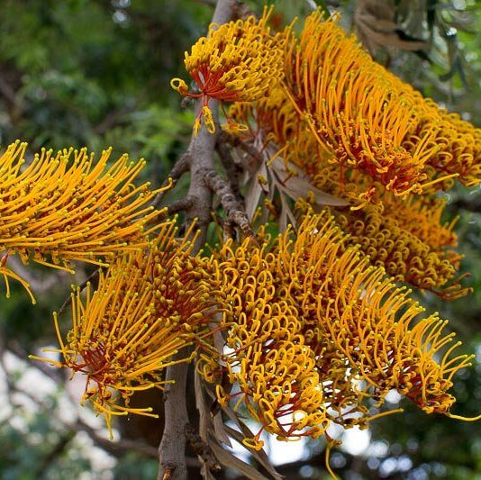 Grevillea Robusta Seeds
