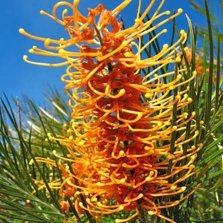 Grevillea Seeds 