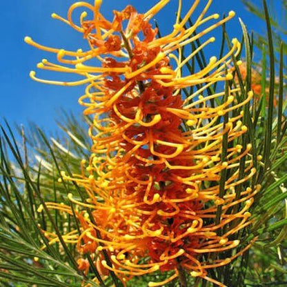 Grevillea Seeds 