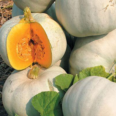 Grey Pumpkin Seeds