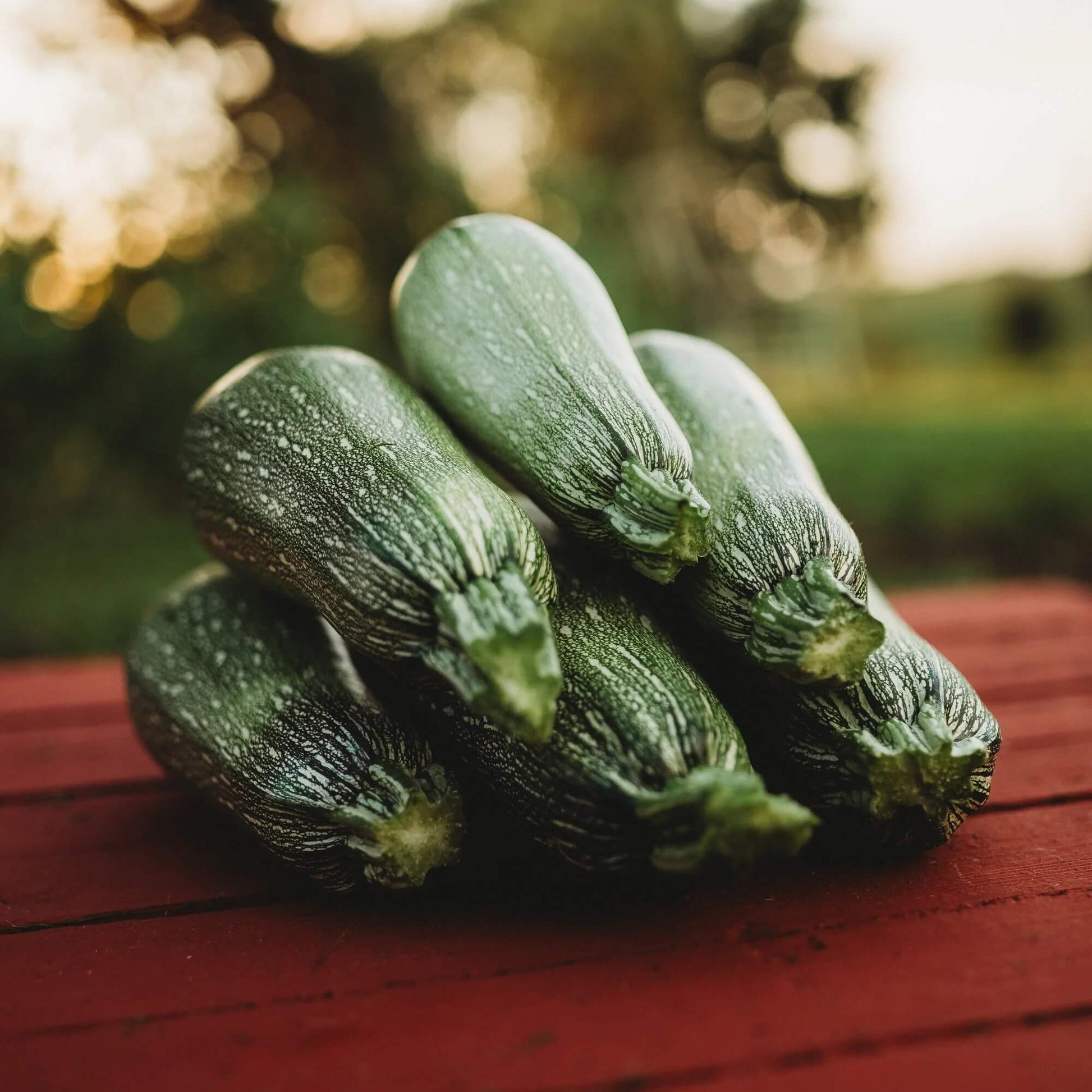 Grey Zucchini Squash Seeds - Vegetable Plant