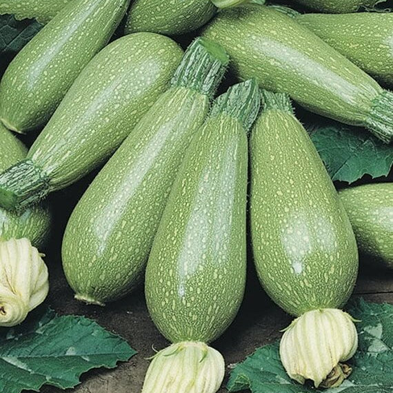 Grey Zucchini Squash Seeds - Vegetable Plant