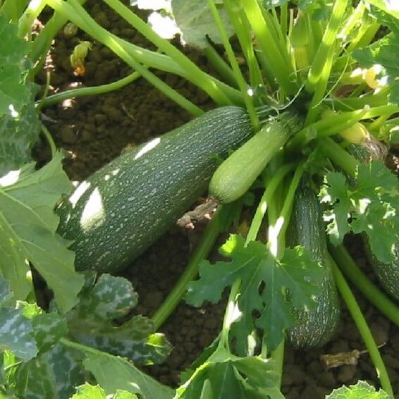 Grey Zucchini Squash Seeds - Vegetable Plant