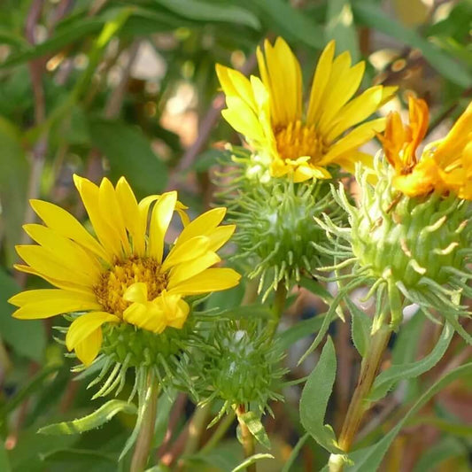 Grindelia Seeds