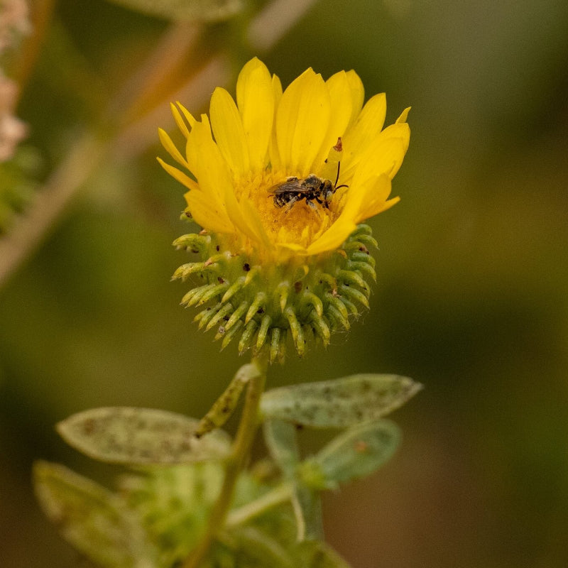 Grindelia Seeds