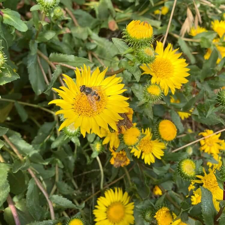 Grindelia Seeds