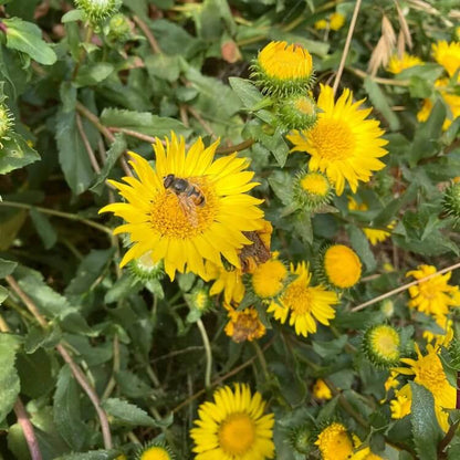 Grindelia Seeds