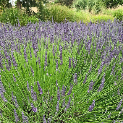 Grosso Lavender Seeds - Flower Plant