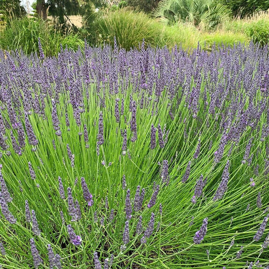 Grosso Lavender Seeds - Flower Plant
