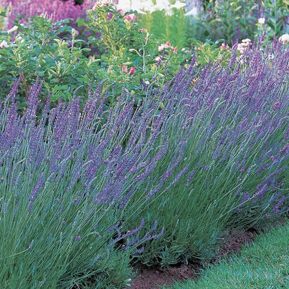 Grosso Lavender Seeds - Flower Plant