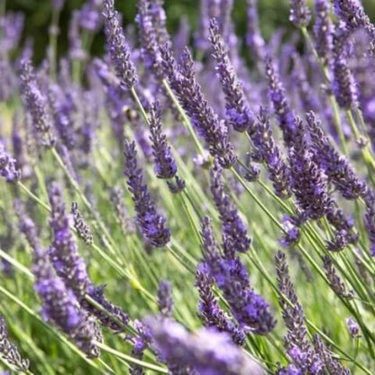 Grosso Lavender Seeds - Flower Plant