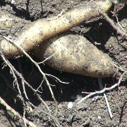 Ground Apple Seeds 