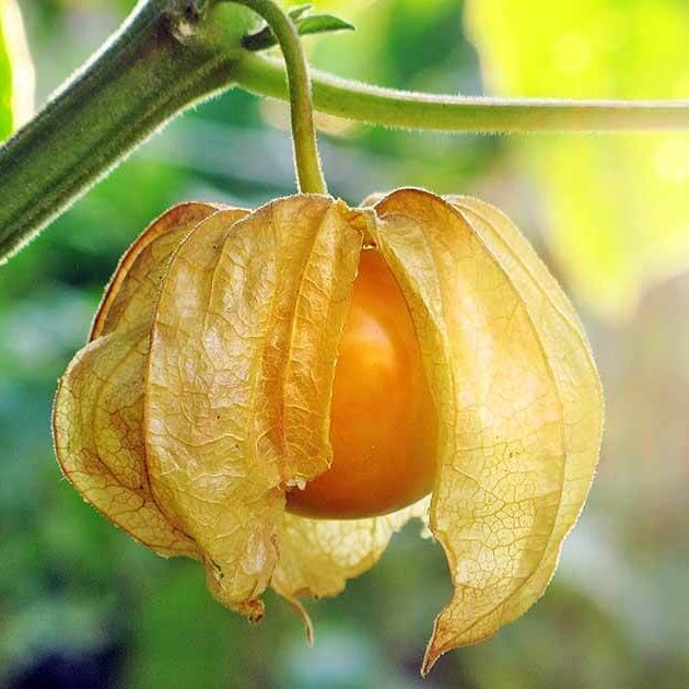 Ground Cherry Seeds