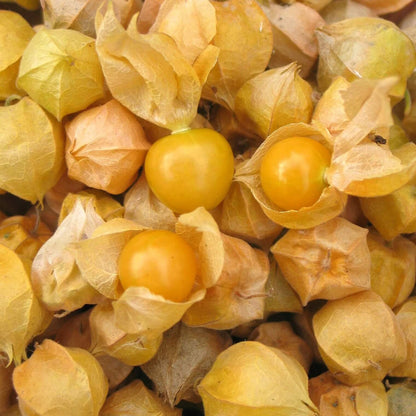 Ground Cherry Seeds