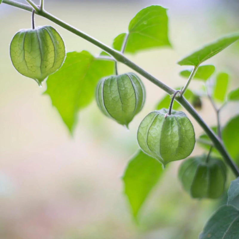 Ground Cherry Seeds