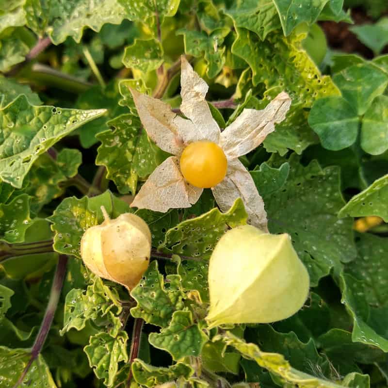 Ground Cherry Seeds