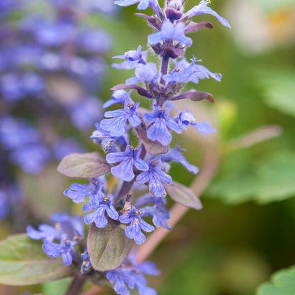 Ground Cover Ajuga Seeds