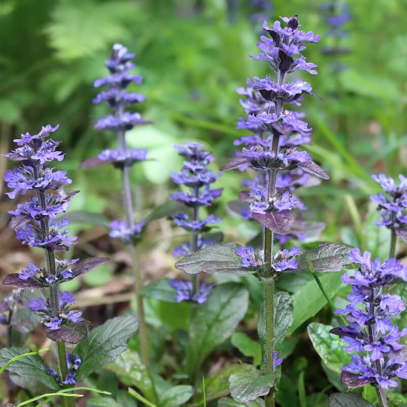 Ground Cover Ajuga Seeds