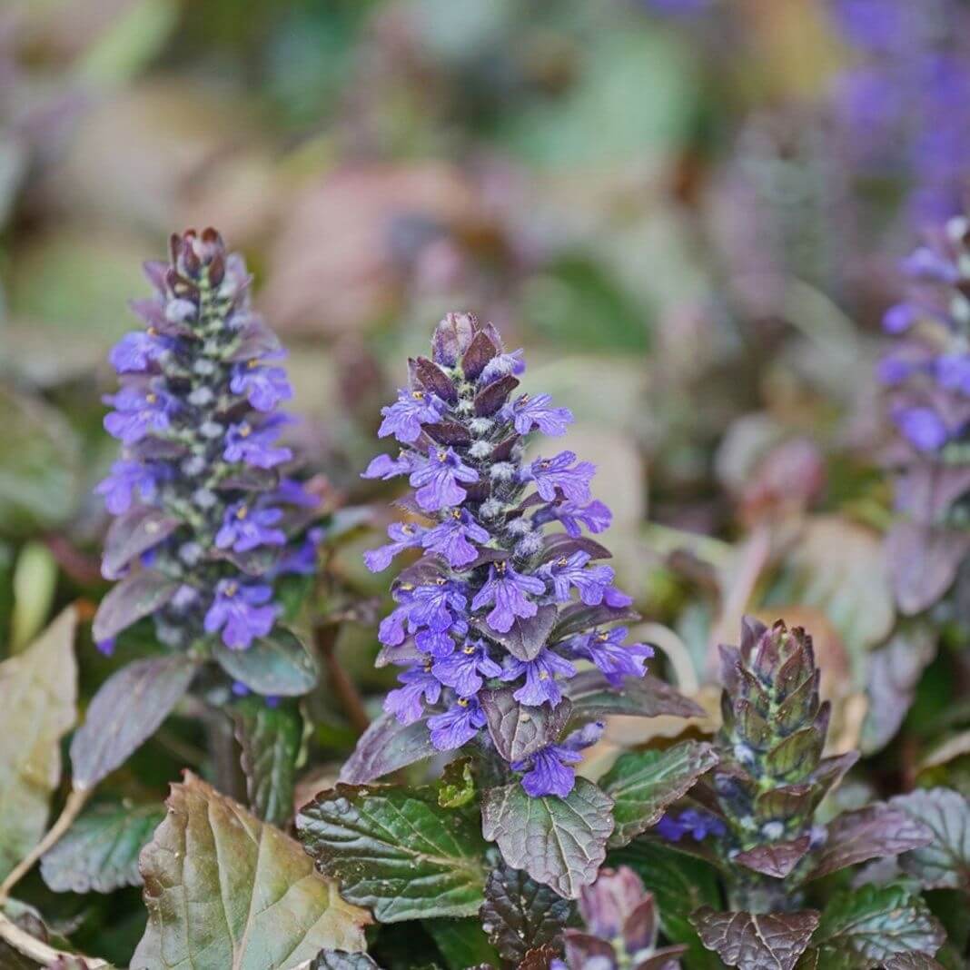 Ground Cover Ajuga Seeds