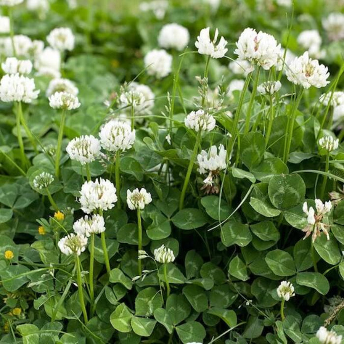 Ground Cover Clover Seeds - Herbal Plant