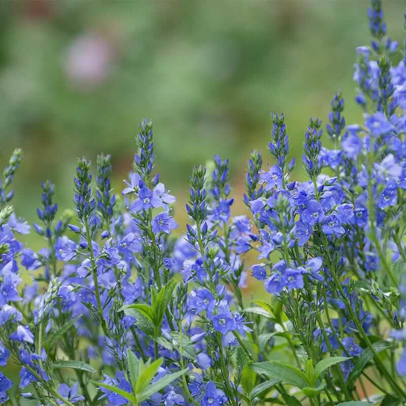 Ground Cover Creeping Speedwell Seeds 