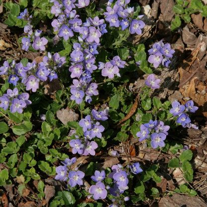 Ground Cover Creeping Speedwell Seeds 