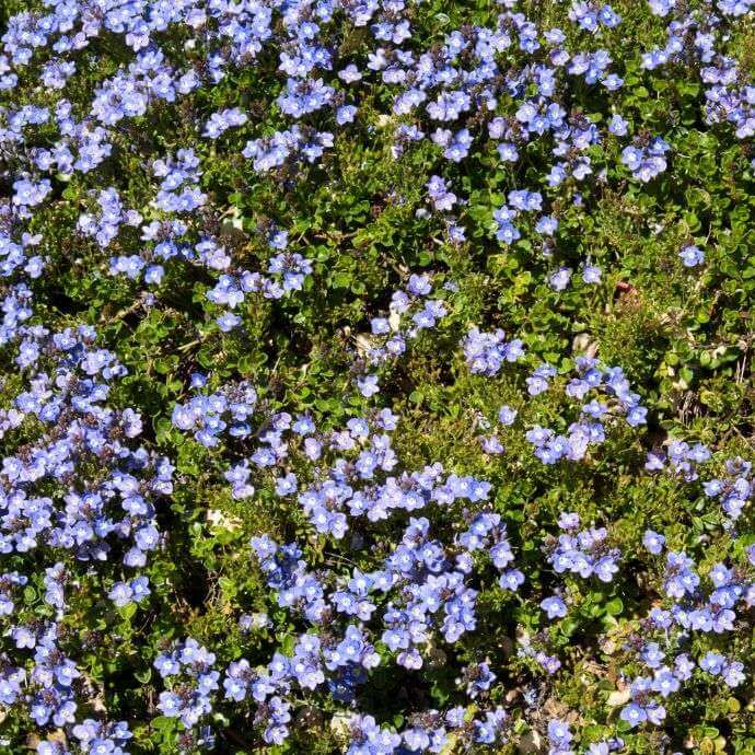 Ground Cover Creeping Speedwell Seeds 