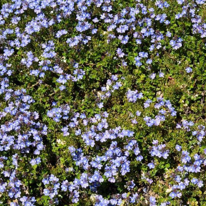 Ground Cover Creeping Speedwell Seeds 