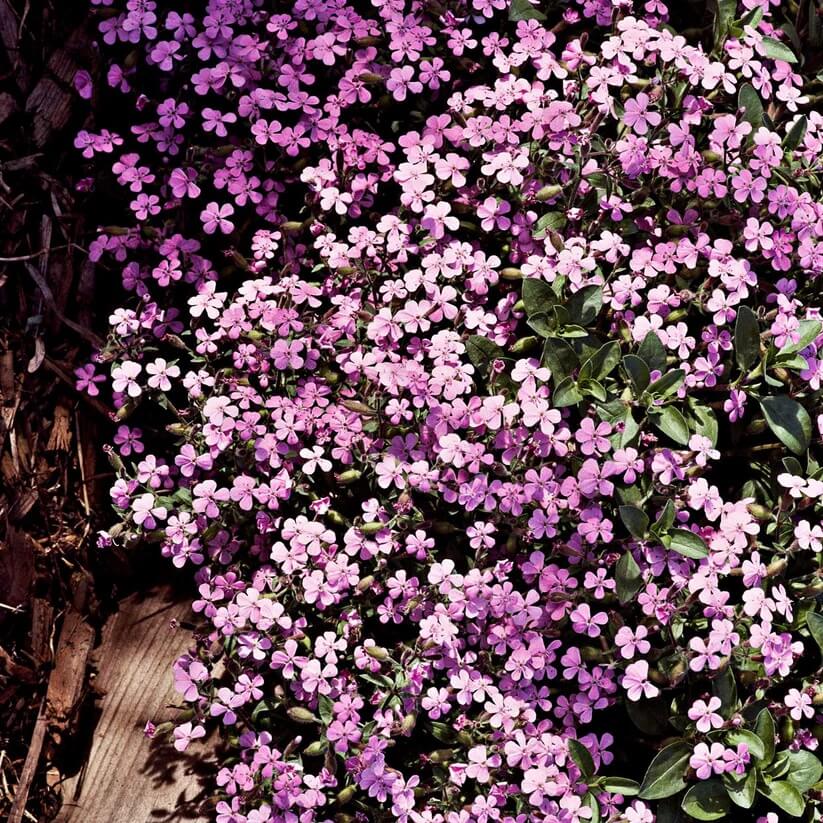 Ground Cover Plants Seeds