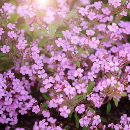 Ground Cover Plants Seeds