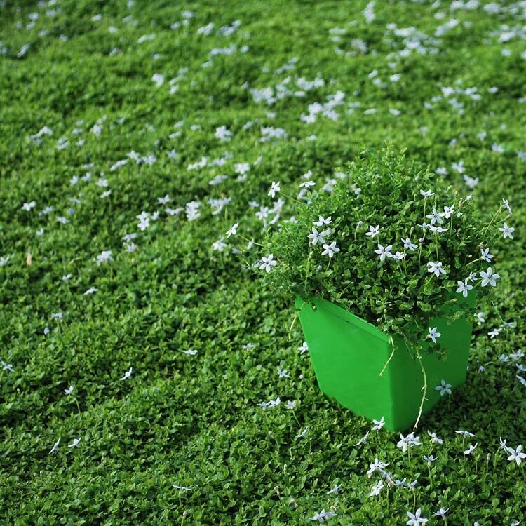 Ground Cover Plants Seeds