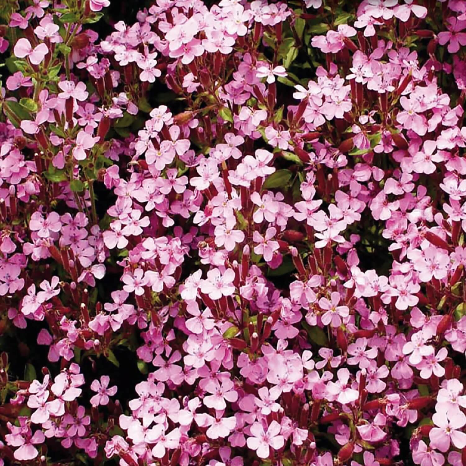 Ground Cover Soapwort Seeds
