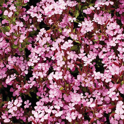 Ground Cover Soapwort Seeds