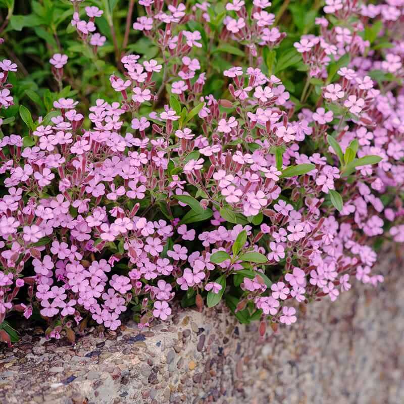 Ground Cover Soapwort Seeds