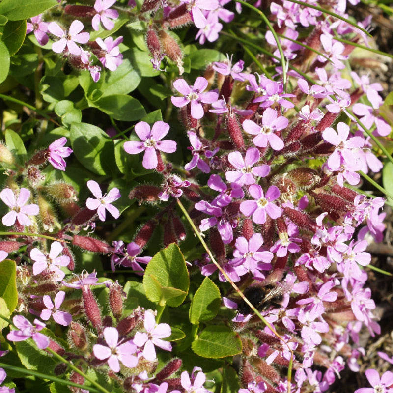 Ground Cover Soapwort Seeds