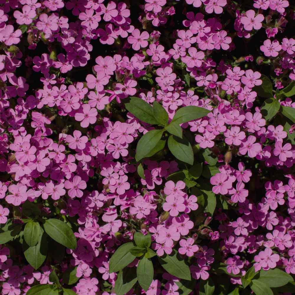 Ground Cover Soapwort Seeds