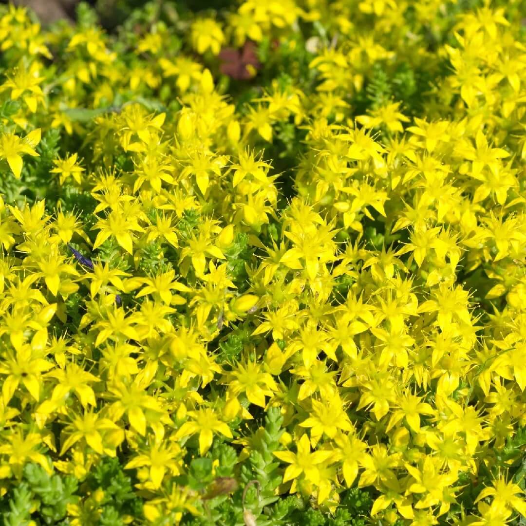 Ground Cover Succulent Gold Moss Sedum Seeds