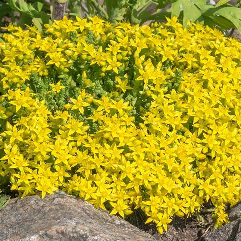 Ground Cover Succulent Gold Moss Sedum Seeds