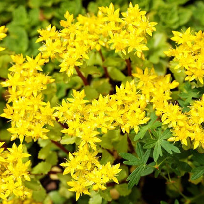 Ground Cover Succulent Gold Moss Sedum Seeds