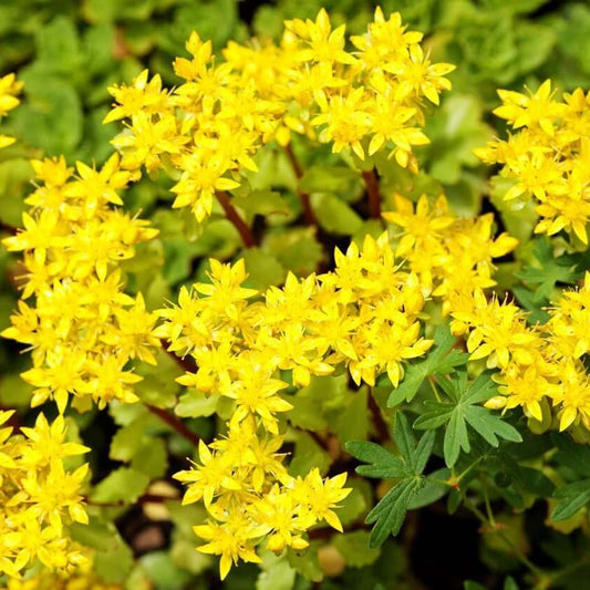 Ground Cover Succulent Gold Moss Sedum Seeds